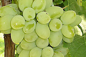 Grapes