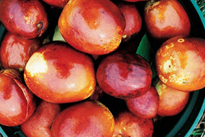Jujube