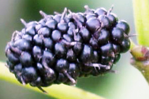 Mulberries