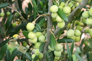 Olives