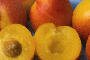Peacotum