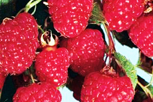 Raspberry