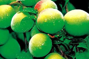 Ume