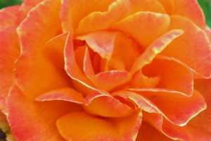 Floribunda