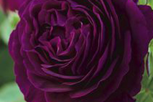 Grandiflora