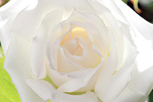 Hybrid Tea