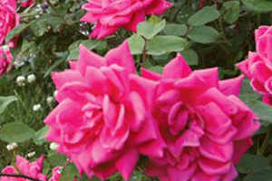 Shrubs