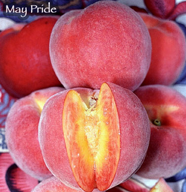 peach may pride