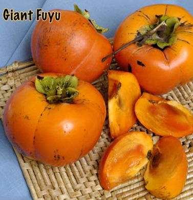 persimmon giant fuyu